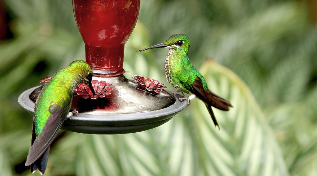 A pair of humming birds at Barra Honda National Park where Projects Abroad Conservation volunteers work in Costa Rica Two humming birds drinking nectar at Projects Abroad's Conservation volunteer placement in Costa Rica